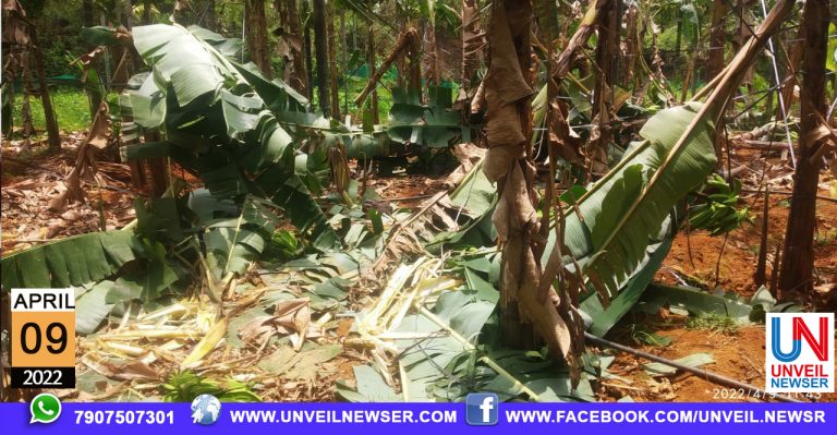 VAZHA KRISHI NASIPPICHU