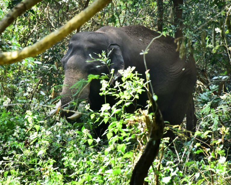 വയനാട്ടില്_ നിന്നും ധോണിയിലെത്തിയ ഭരത് എന്ന കുങ്കിയാന 1