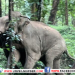 പാണക്കാടന്‍ മലയില്‍ തമ്പടിച്ച കാട്ടാനകളെ തുരത്തി