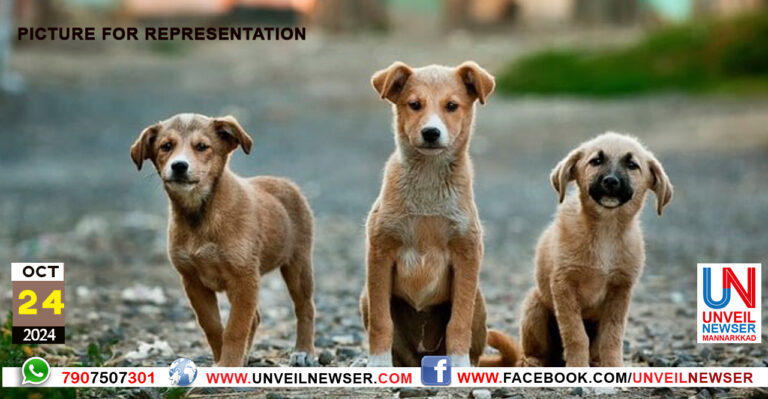 THERUVU NAYA KUTHIVEPPU