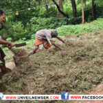 ഹിറ്റായി വനാമൃതം; വനത്തിലെ ഔഷധചെടികളുടെ വിപണത്തിലൂടെ നേടിയത് 42.93ലക്ഷം രൂപ