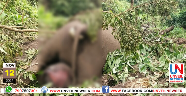 KATTANA CHERINJA NILAYIL