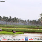 രണ്ടാംവിള നെല്‍കൃഷി നവംബര്‍ 15 നകം ആരംഭിക്കും