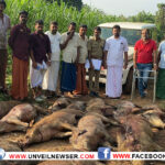 കോട്ടോപ്പാടത്ത് 14 കാട്ടുപന്നികളെ വെടിവെച്ചുകൊന്നു