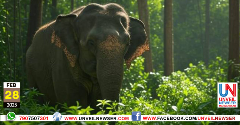 VANAYJEEVI SANGARSHAM