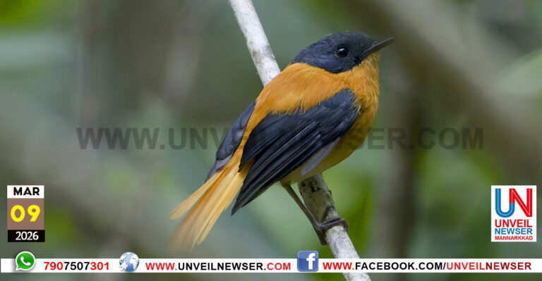BIRD SURVEY