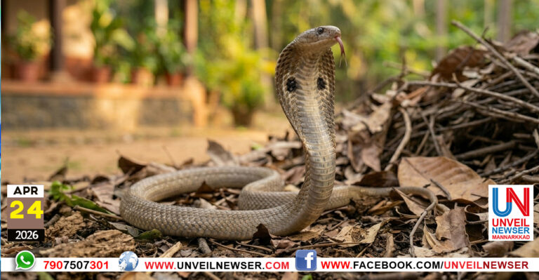 SNAKE ISSUE