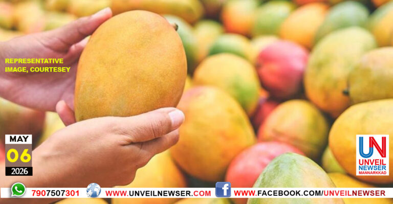 MANGO SEASON