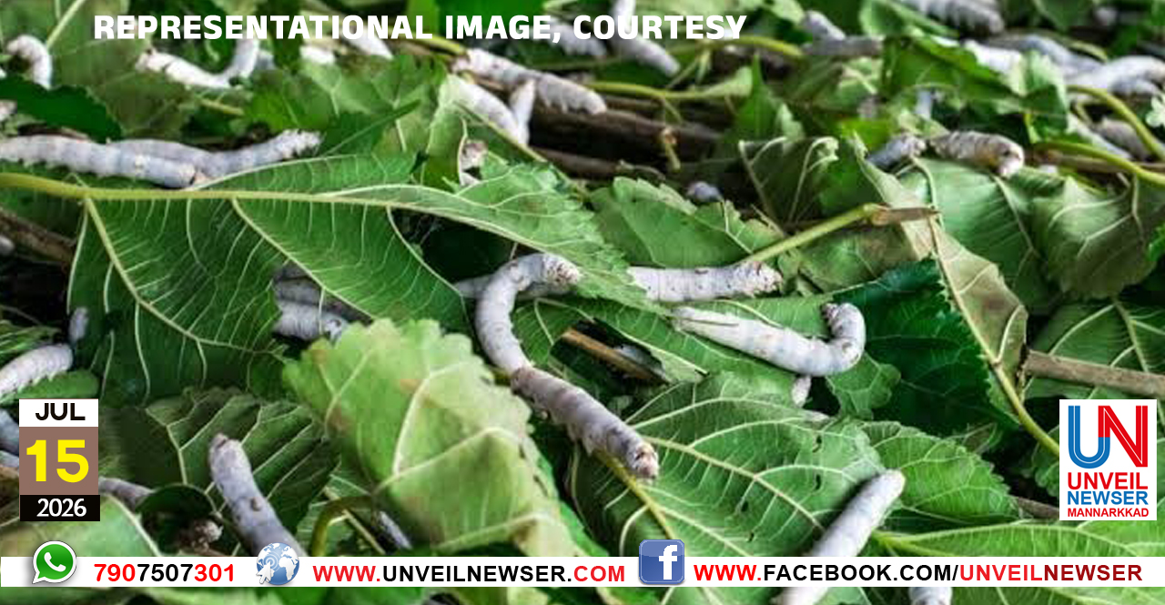 SERIWORM CULTIVATION