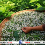 SILK WORM CULTIVATION