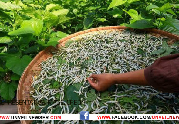 SILK WORM CULTIVATION