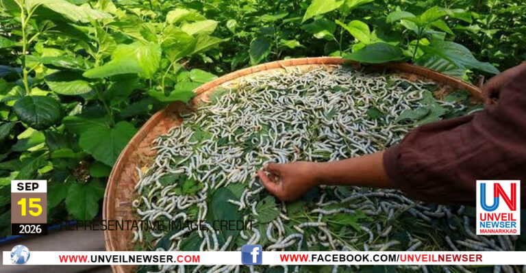 SILK WORM CULTIVATION