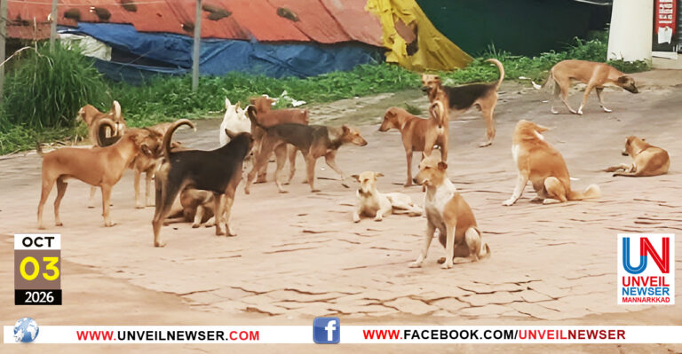 STAY DOG ISSUE