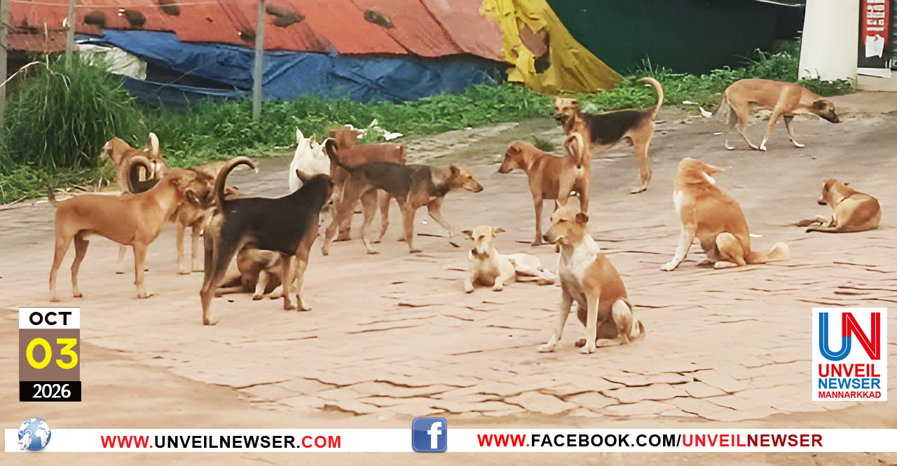 STAY DOG ISSUE